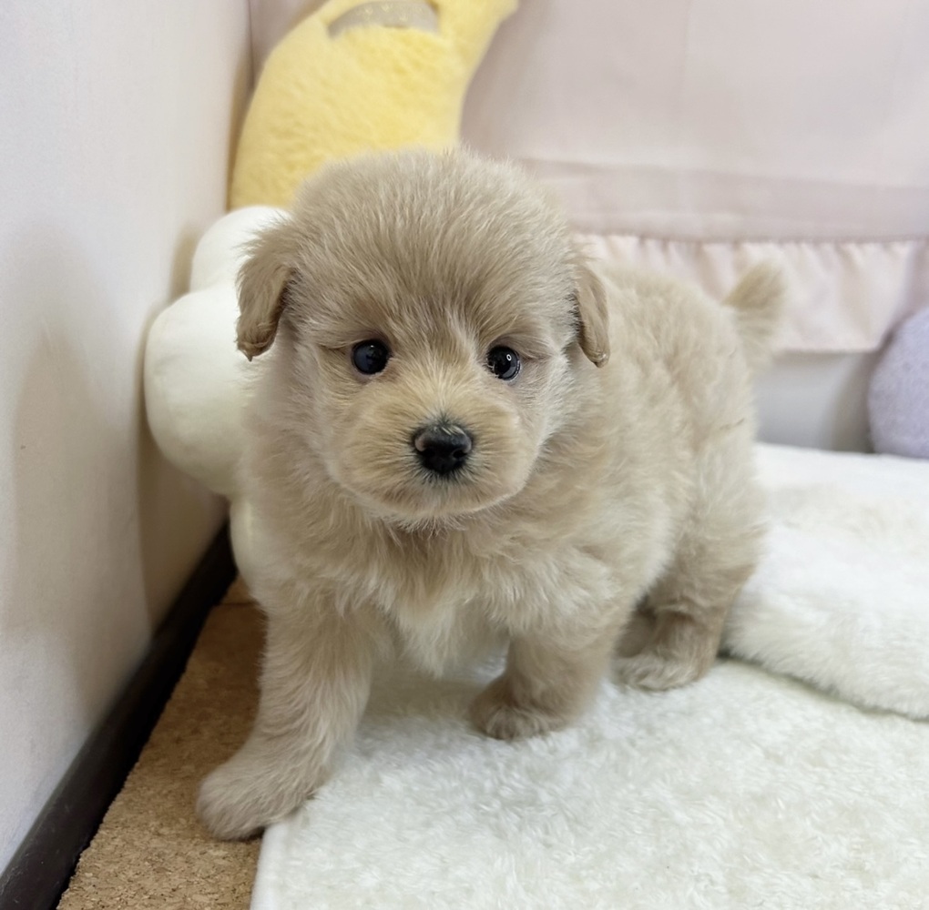 静岡県のポメプー(ポメラニアン×プードル) (犬の家＆猫の里マークイズ静岡店/2026年5月5日生まれ/女の子/クリーム)の子犬の3枚目の画像