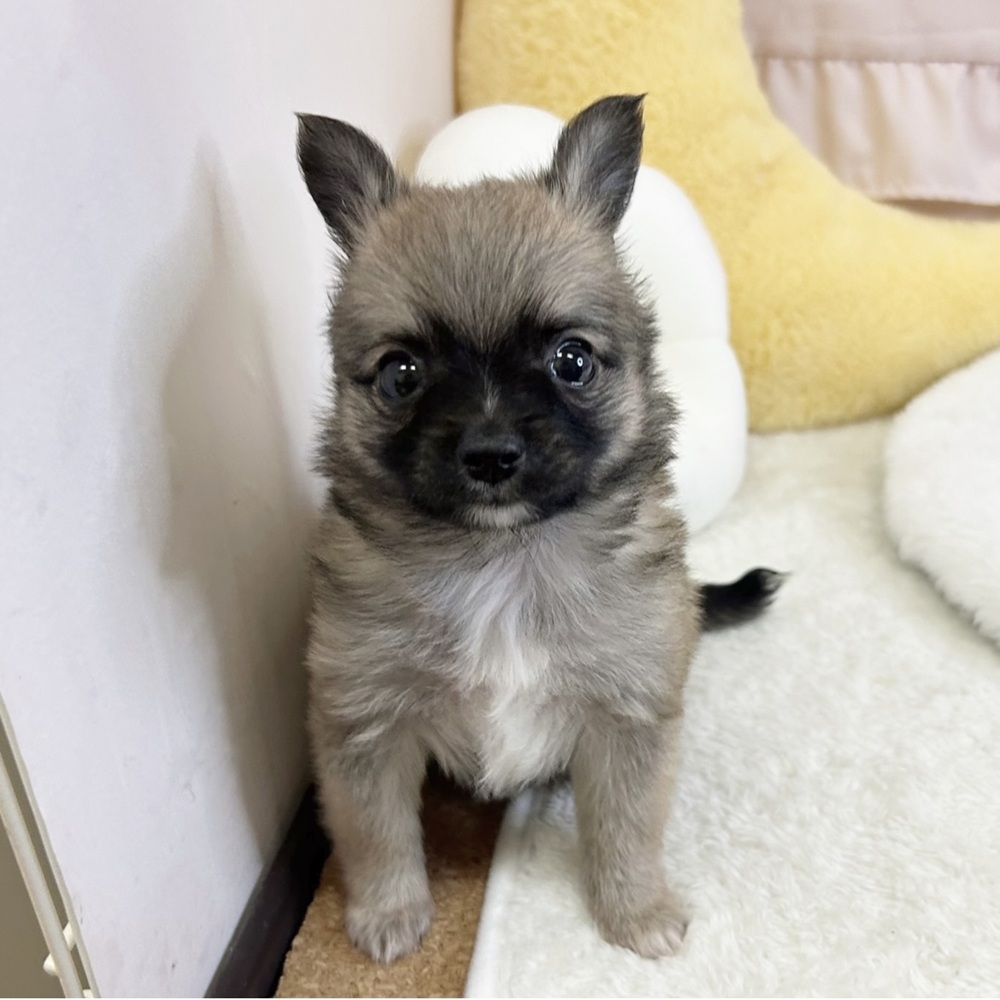 静岡県のパピチー/チワパピ(パピヨン×チワワ) (犬の家＆猫の里マークイズ静岡店/2026年5月5日生まれ/男の子/セーブル)の子犬の3枚目の画像
