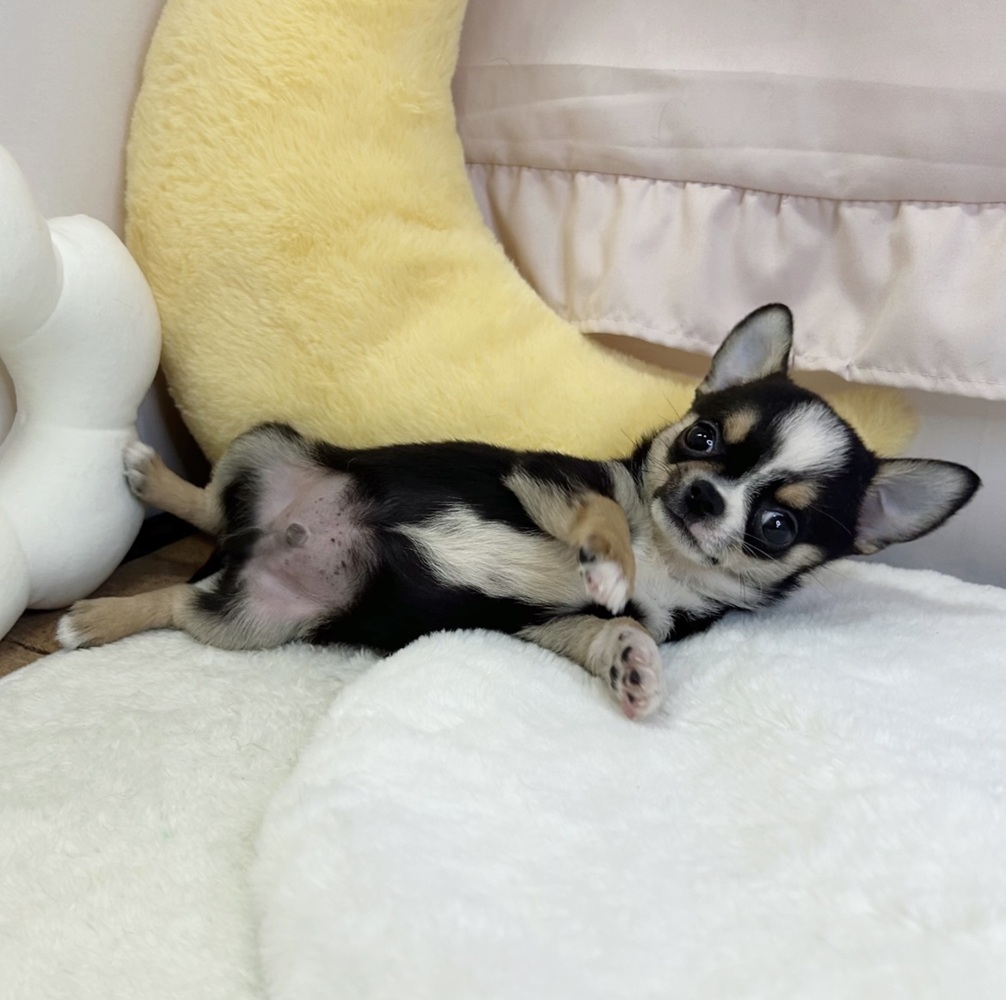 静岡県のチワワ(スムース) (犬の家＆猫の里マークイズ静岡店/2026年5月3日生まれ/男の子/ブラックタンホワイト)の子犬の3枚目の画像