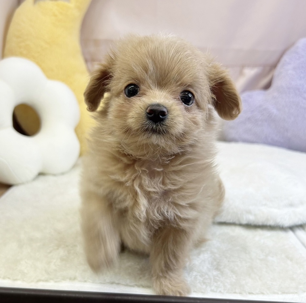 静岡県のチワプー/プーチー(チワワ×プードル) (犬の家＆猫の里マークイズ静岡店/2026年5月5日生まれ/女の子/クリーム)の子犬の3枚目の画像