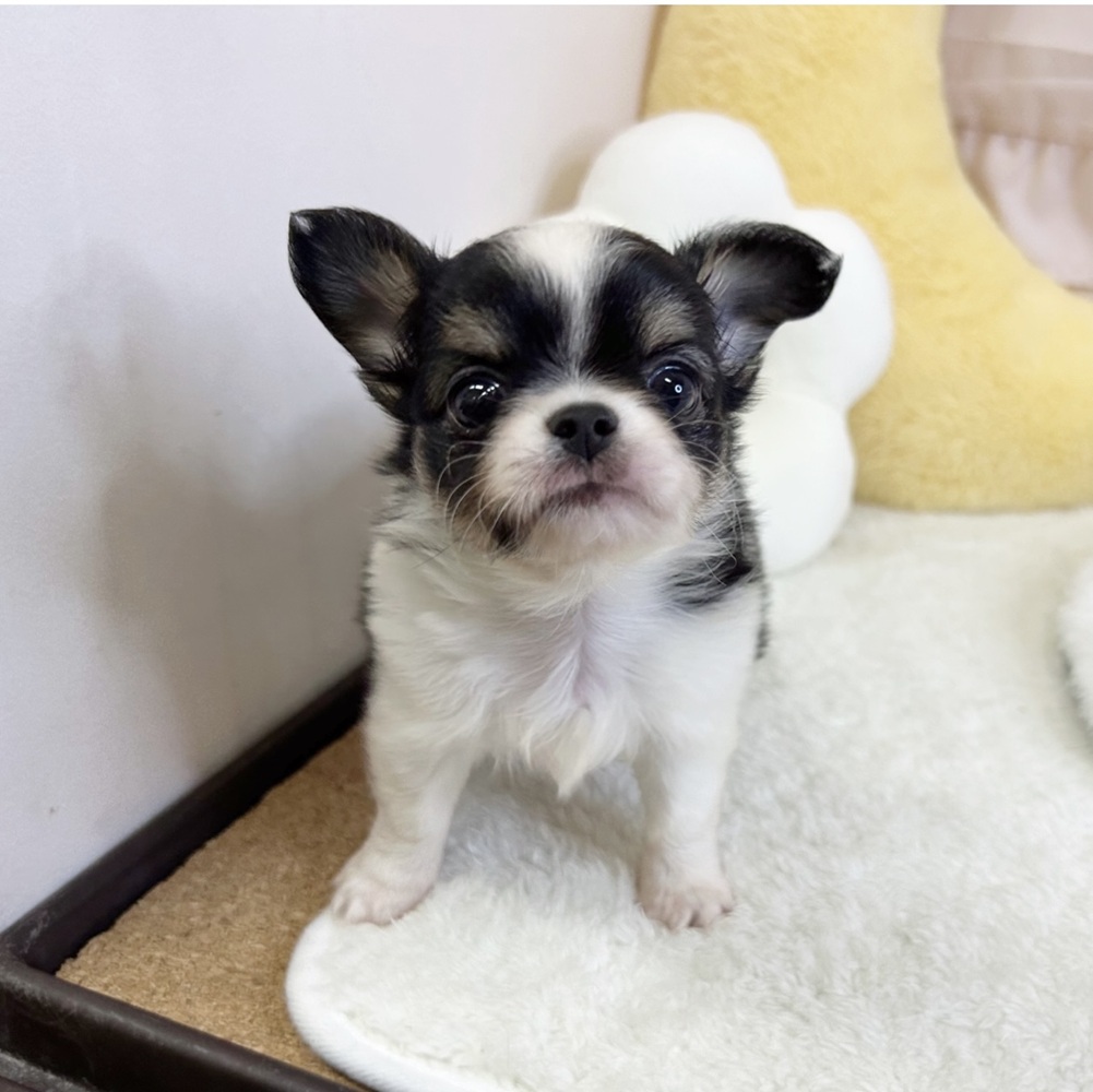 静岡県のチワワ(ロング) (犬の家＆猫の里マークイズ静岡店/2026年5月4日生まれ/男の子/ブラックタンホワイト)の子犬の3枚目の画像