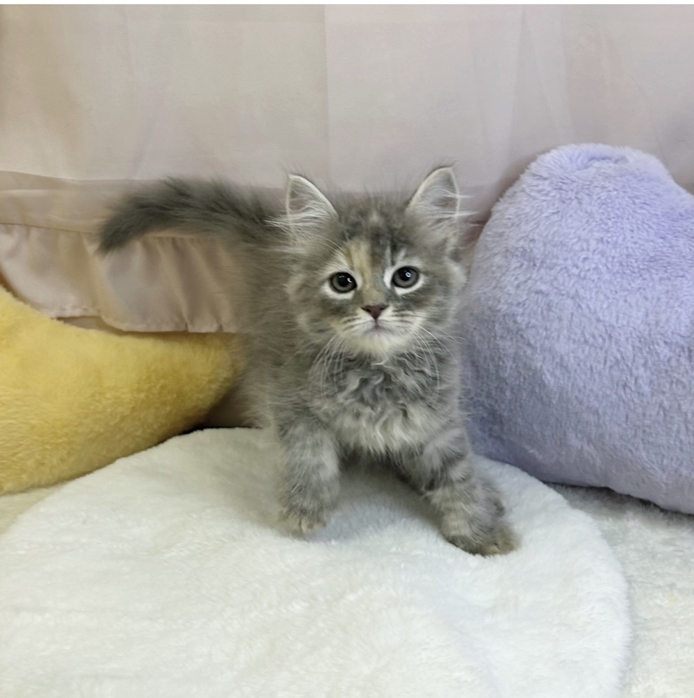 静岡県のラガマフィン (犬の家＆猫の里マークイズ静岡店/2026年5月2日生まれ/女の子/ブルーパッチドタビー)の子猫の3枚目の画像