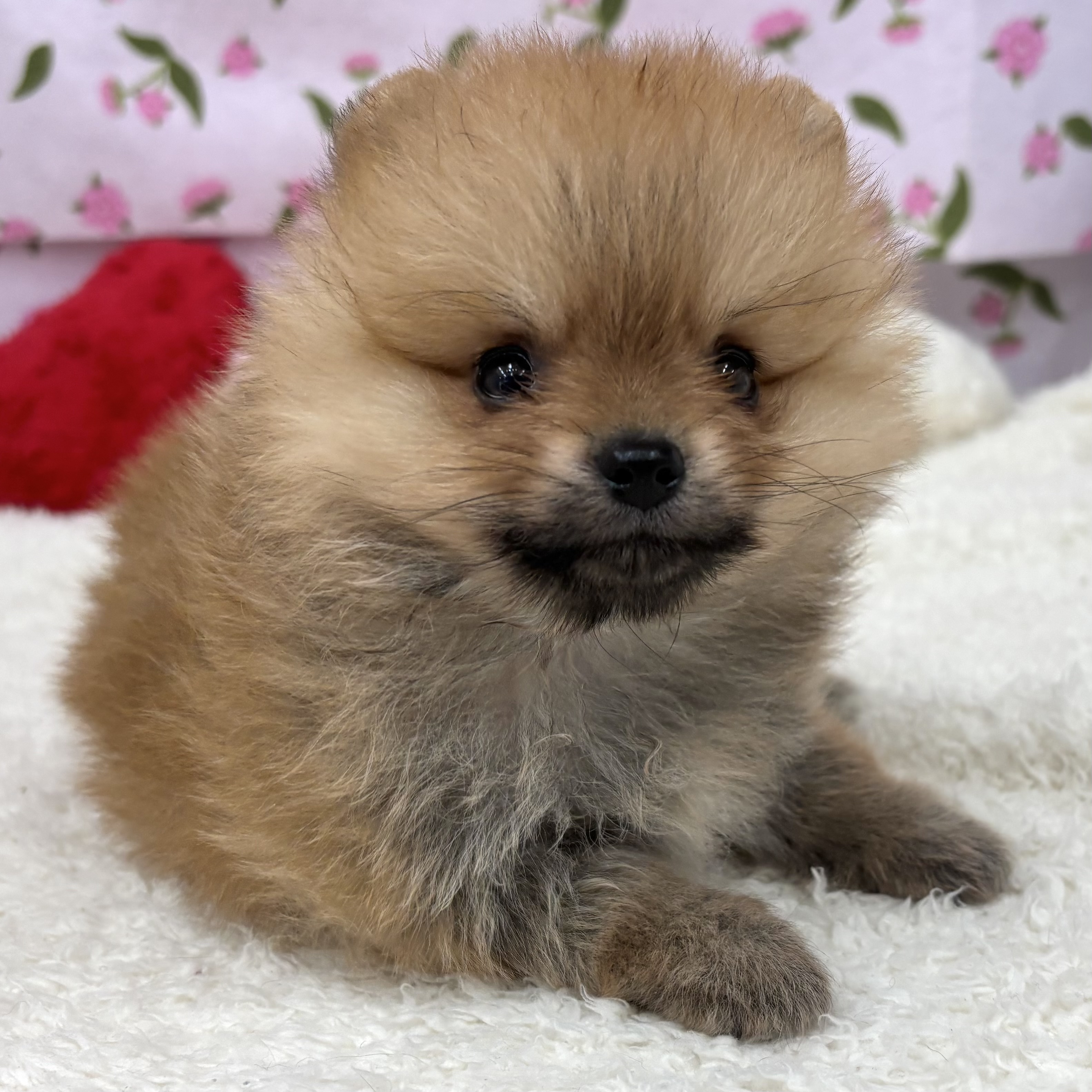愛知県のポメラニアン (犬の家＆猫の里エアポートウォーク店/2026年6月2日生まれ/女の子/オレンジ)の子犬の3枚目の画像