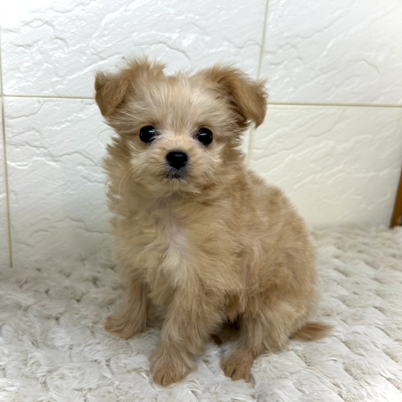 兵庫県のチワプー/プーチー(チワワ×プードル) (犬の家＆猫の里ゆめタウン姫路店/2025年11月15日生まれ/女の子/アプリコット)の子犬の3枚目の画像
