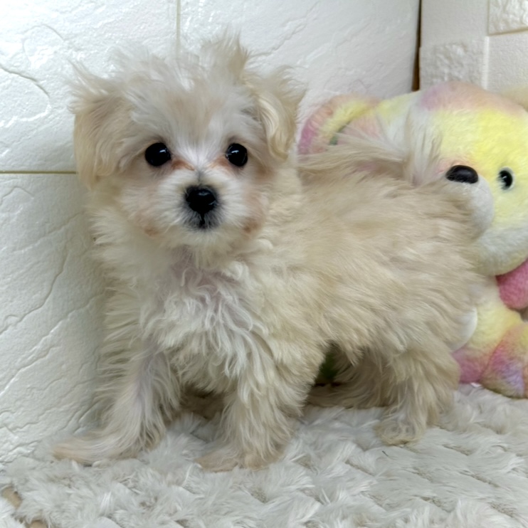 兵庫県のマルプー(マルチーズ×プードル) (犬の家＆猫の里ゆめタウン姫路店/2025年11月10日生まれ/男の子/クリーム)の子犬の3枚目の画像