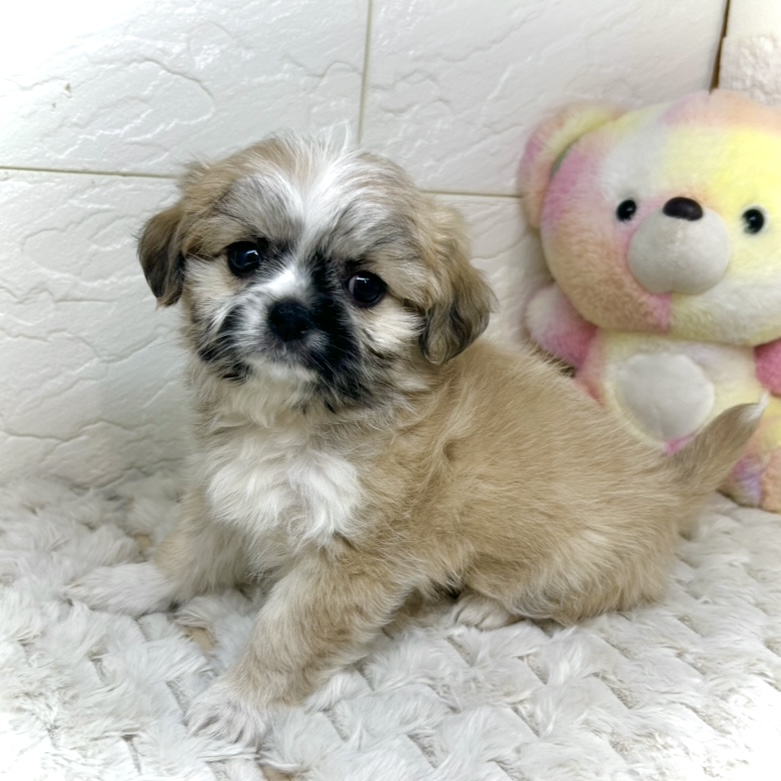 兵庫県のチワズー/チワシーズ(チワワ×シーズー) (犬の家＆猫の里ゆめタウン姫路店/2025年11月15日生まれ/女の子/フォーン)の子犬の3枚目の画像