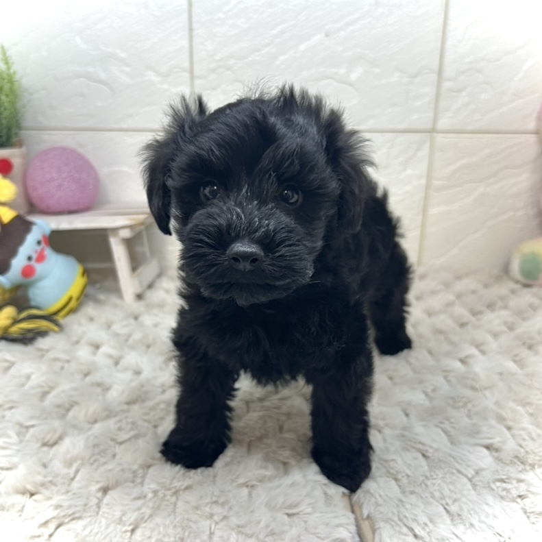 兵庫県のシュナプー(シュナウザー×プードル) (犬の家＆猫の里ゆめタウン姫路店/2025年11月23日生まれ/男の子/ブラック)の子犬の3枚目の画像