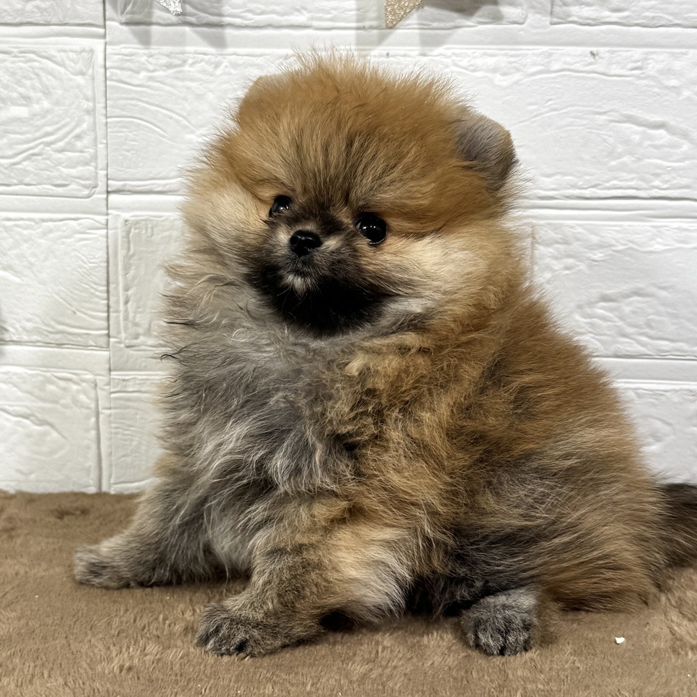 兵庫県のポメラニアン (犬の家＆猫の里ニッケパークタウン加古川店/2025年11月22日生まれ/女の子/オレンジ)の子犬の3枚目の画像