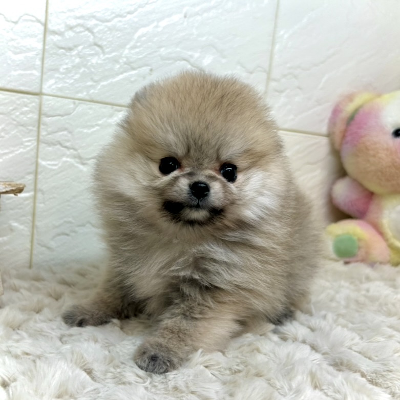 兵庫県のポメラニアン (犬の家＆猫の里ゆめタウン姫路店/2025年11月20日生まれ/女の子/クリームセーブル)の子犬の1枚目の画像