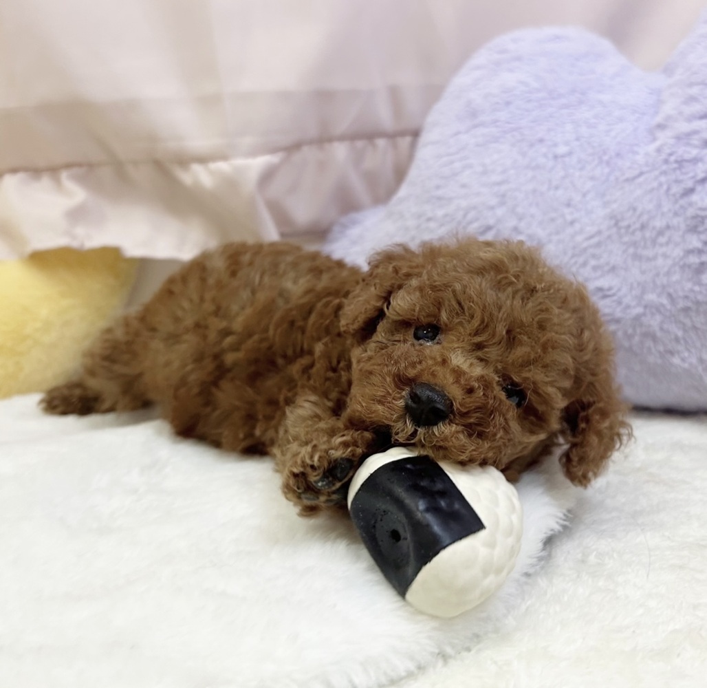 静岡県のトイプードル(トイ) (犬の家＆猫の里マークイズ静岡店/2026年5月12日生まれ/女の子/レッド)の子犬の3枚目の画像