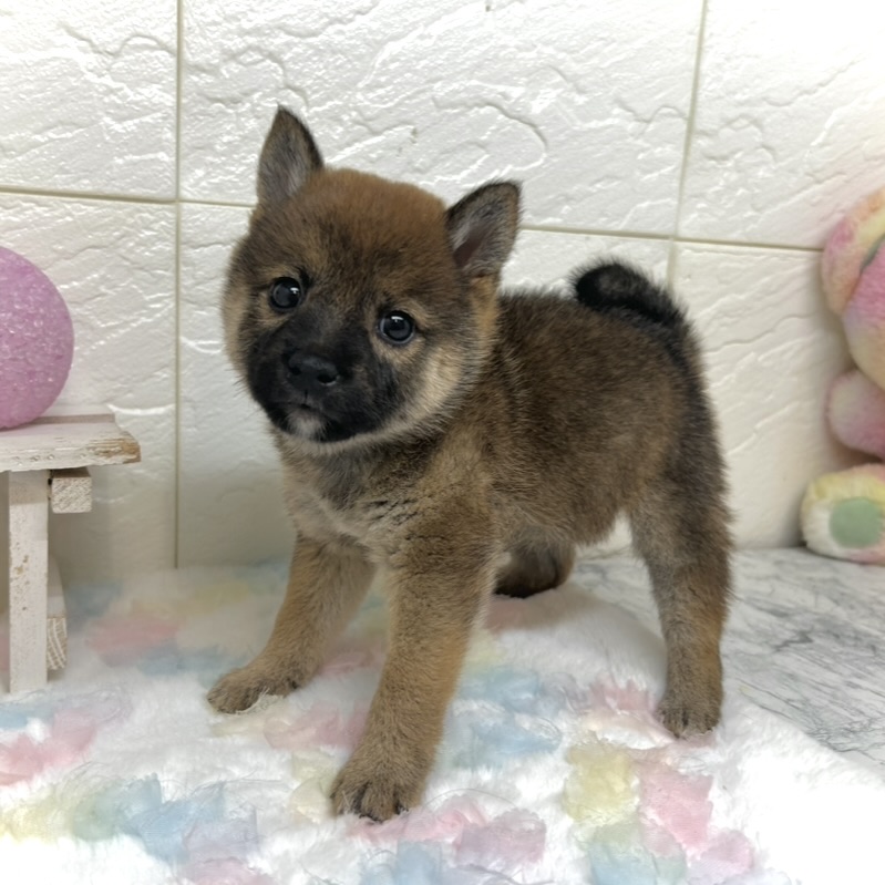 兵庫県の豆柴 (犬の家＆猫の里ゆめタウン姫路店/2025年9月18日生まれ/女の子/赤)の子犬