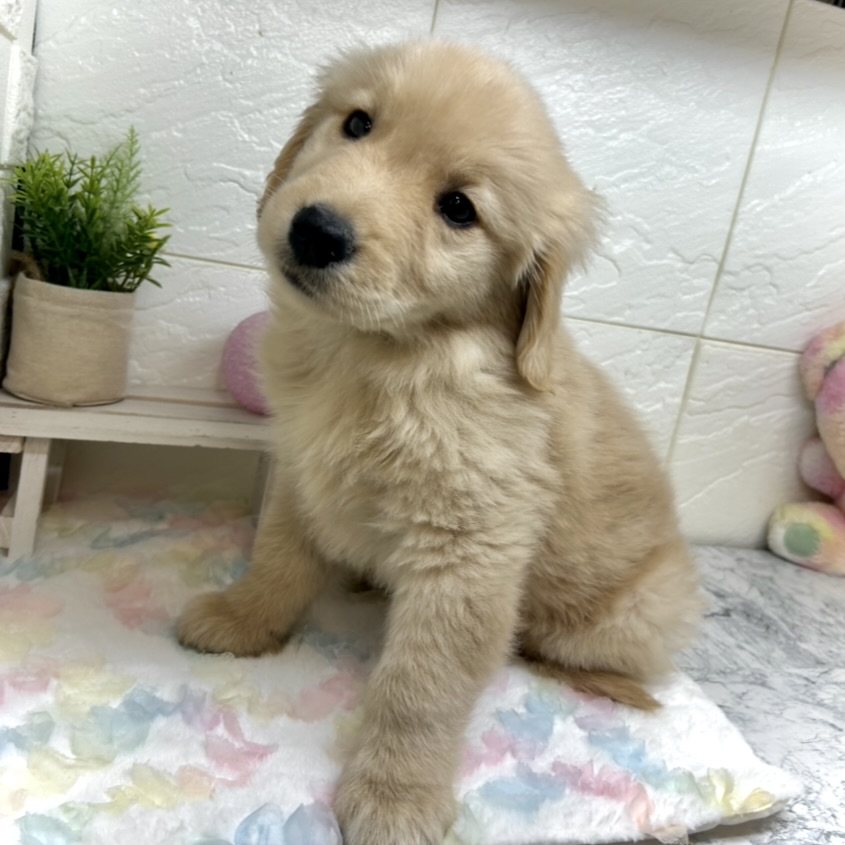 兵庫県のゴールデンレトリバー (犬の家＆猫の里ゆめタウン姫路店/2025年9月16日生まれ/男の子/ゴールデン)の子犬の3枚目の画像