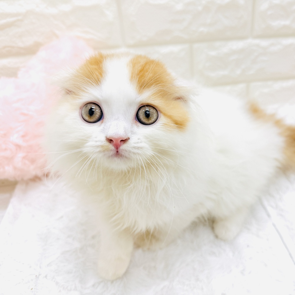 愛知県のスコティッシュフォールド (犬の家＆猫の里アミーゴ神の倉店/2026年6月12日生まれ/男の子/レッドタビーホワイト)の子猫の3枚目の画像