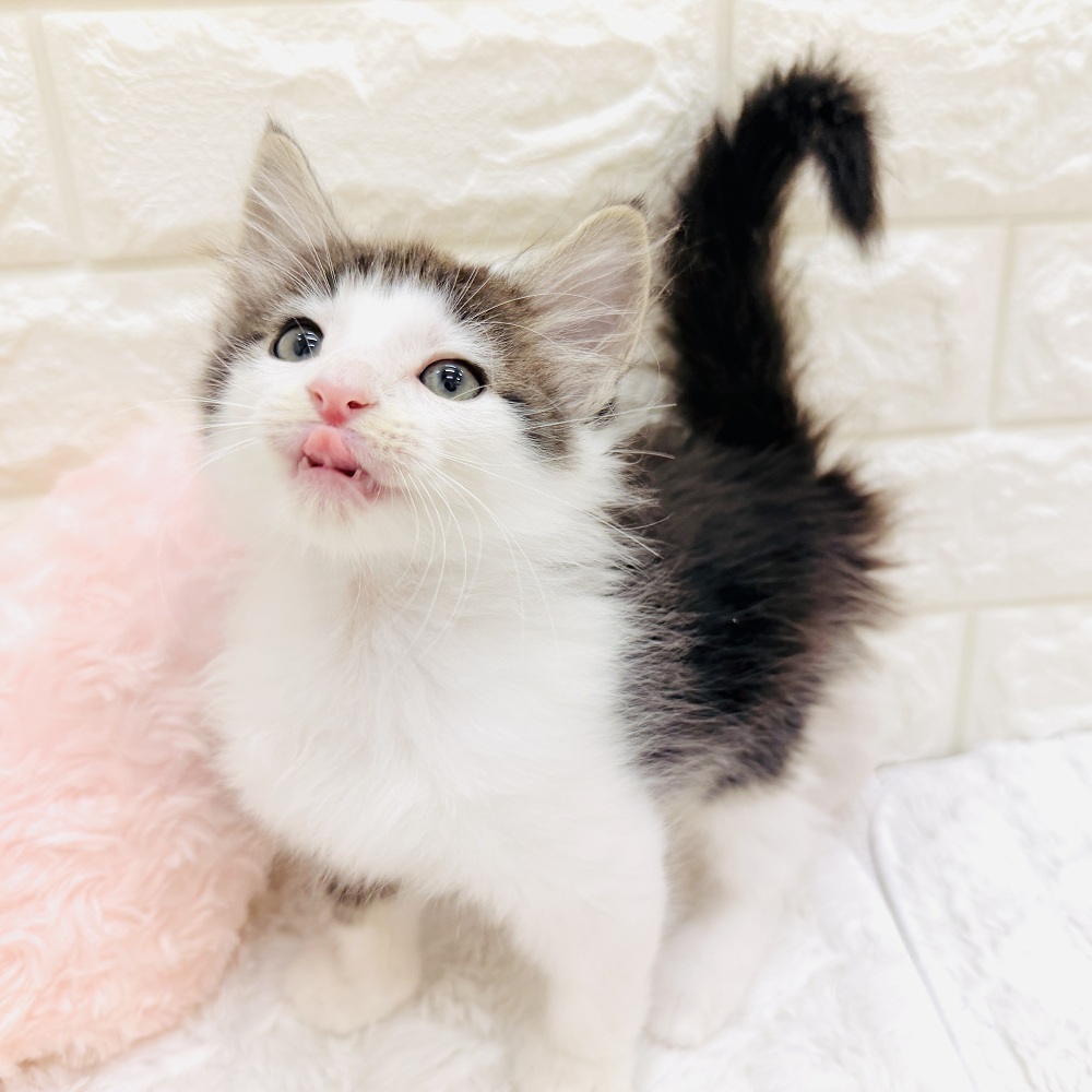 愛知県のノルウェージャンフォレストキャット (犬の家＆猫の里アミーゴ神の倉店/2026年6月13日生まれ/男の子/ブラウンタビーホワイト)の子猫の3枚目の画像