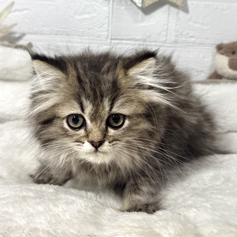 兵庫県のペルシャ (犬の家＆猫の里ニッケパークタウン加古川店/2026年6月25日生まれ/男の子/チンチラゴールデン)の子猫の3枚目の画像
