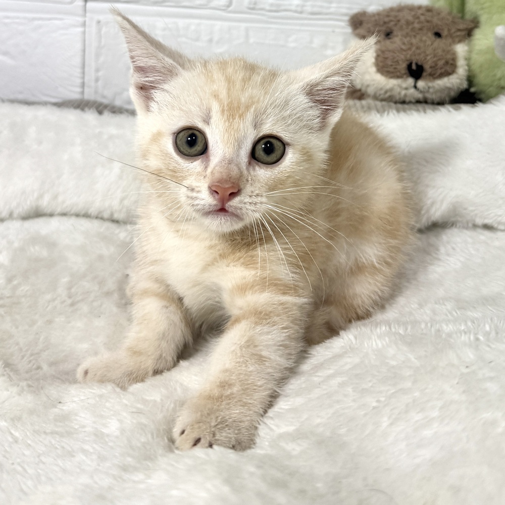 兵庫県のマンチカン (犬の家＆猫の里ニッケパークタウン加古川店/2026年7月3日生まれ/女の子/クリームタビー)の子猫の3枚目の画像