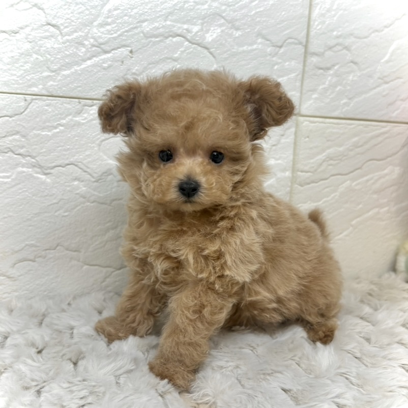 ティーカッププードル男の子の写真