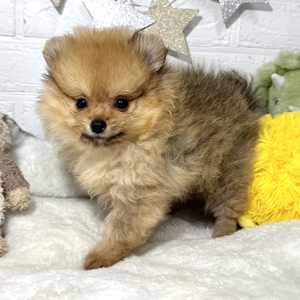 兵庫県のポメラニアン (犬の家＆猫の里ニッケパークタウン加古川店/2026年7月11日生まれ/女の子/オレンジ)の子犬の3枚目の画像