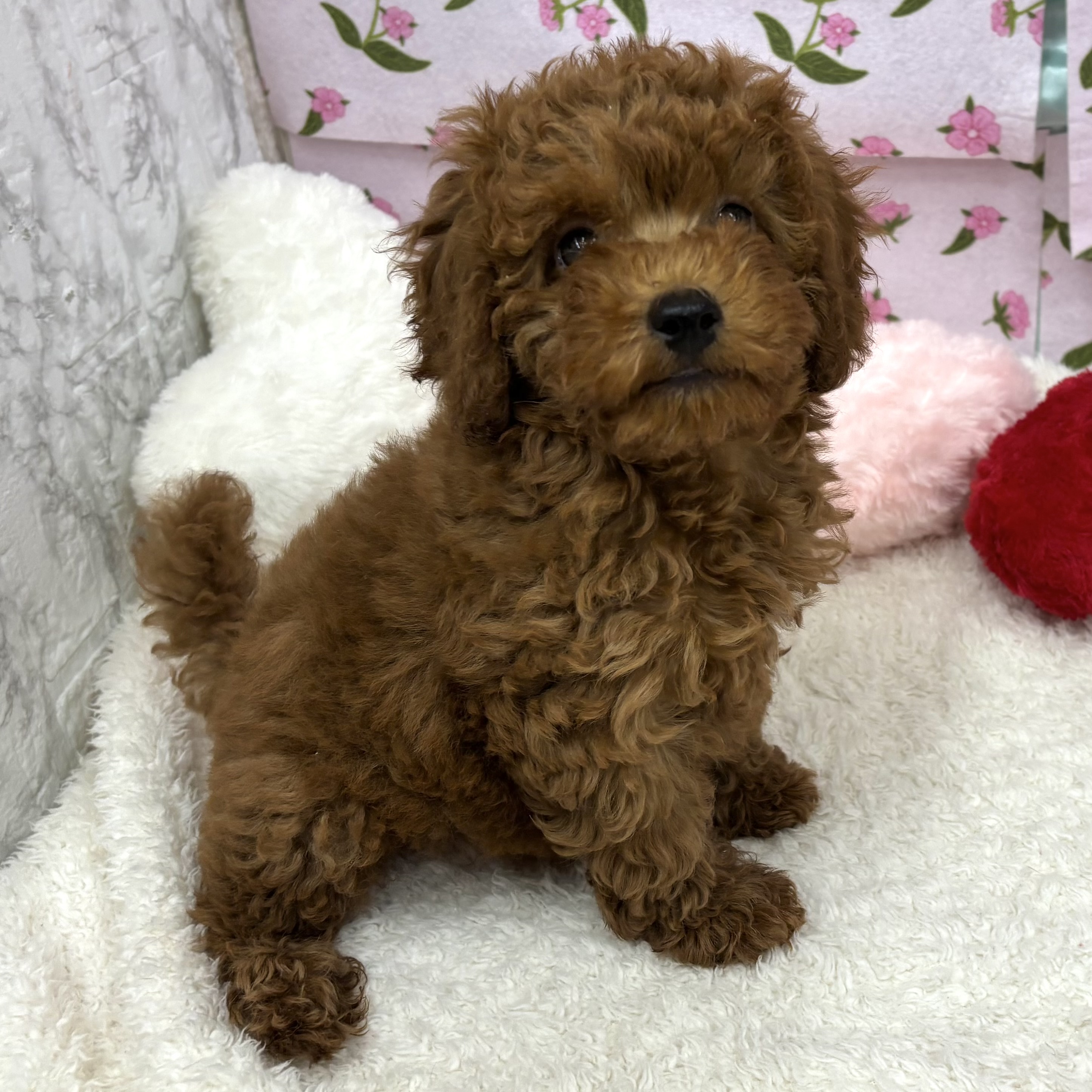 愛知県のトイプードル(トイ) (犬の家＆猫の里エアポートウォーク店/2026年5月25日生まれ/男の子/レッド)の子犬の3枚目の画像