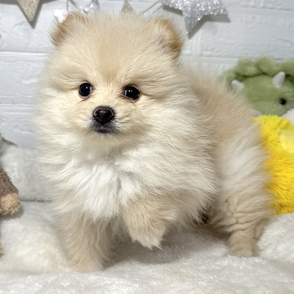 兵庫県のポメラニアン (犬の家＆猫の里ニッケパークタウン加古川店/2026年7月12日生まれ/男の子/クリーム)の子犬の3枚目の画像