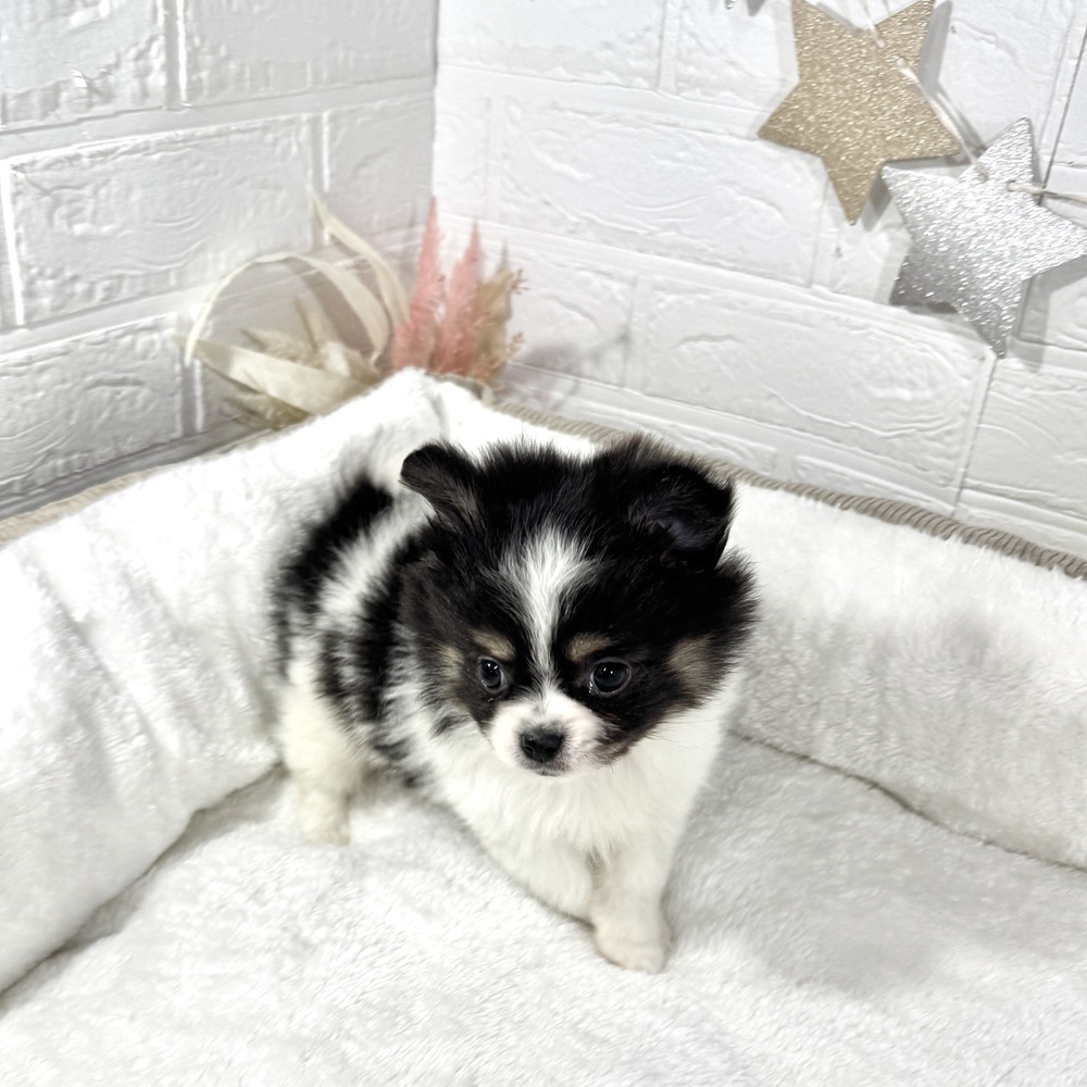 兵庫県のポメチワ/チワポメ/ポメチー(ポメラニアン×チワワ) (犬の家＆猫の里ニッケパークタウン加古川店/2025年12月4日生まれ/男の子/ブラックタンホワイト)の子犬の3枚目の画像