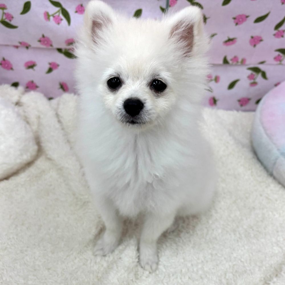 愛知県のポメラニアン (犬の家＆猫の里エアポートウォーク店/2026年4月6日生まれ/男の子/クリーム)の子犬の1枚目の画像