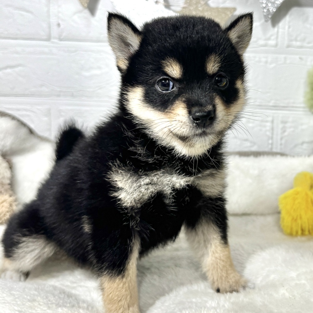 兵庫県の豆柴 (犬の家＆猫の里ニッケパークタウン加古川店/2026年7月11日生まれ/女の子/黒)の子犬の3枚目の画像