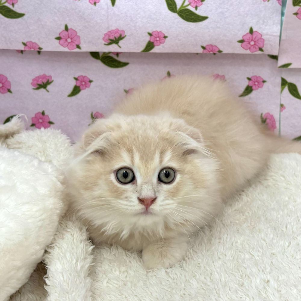 愛知県のスコティッシュフォールド (犬の家＆猫の里エアポートウォーク店/2026年6月4日生まれ/男の子/クリームタビーホワイト)の子猫の3枚目の画像