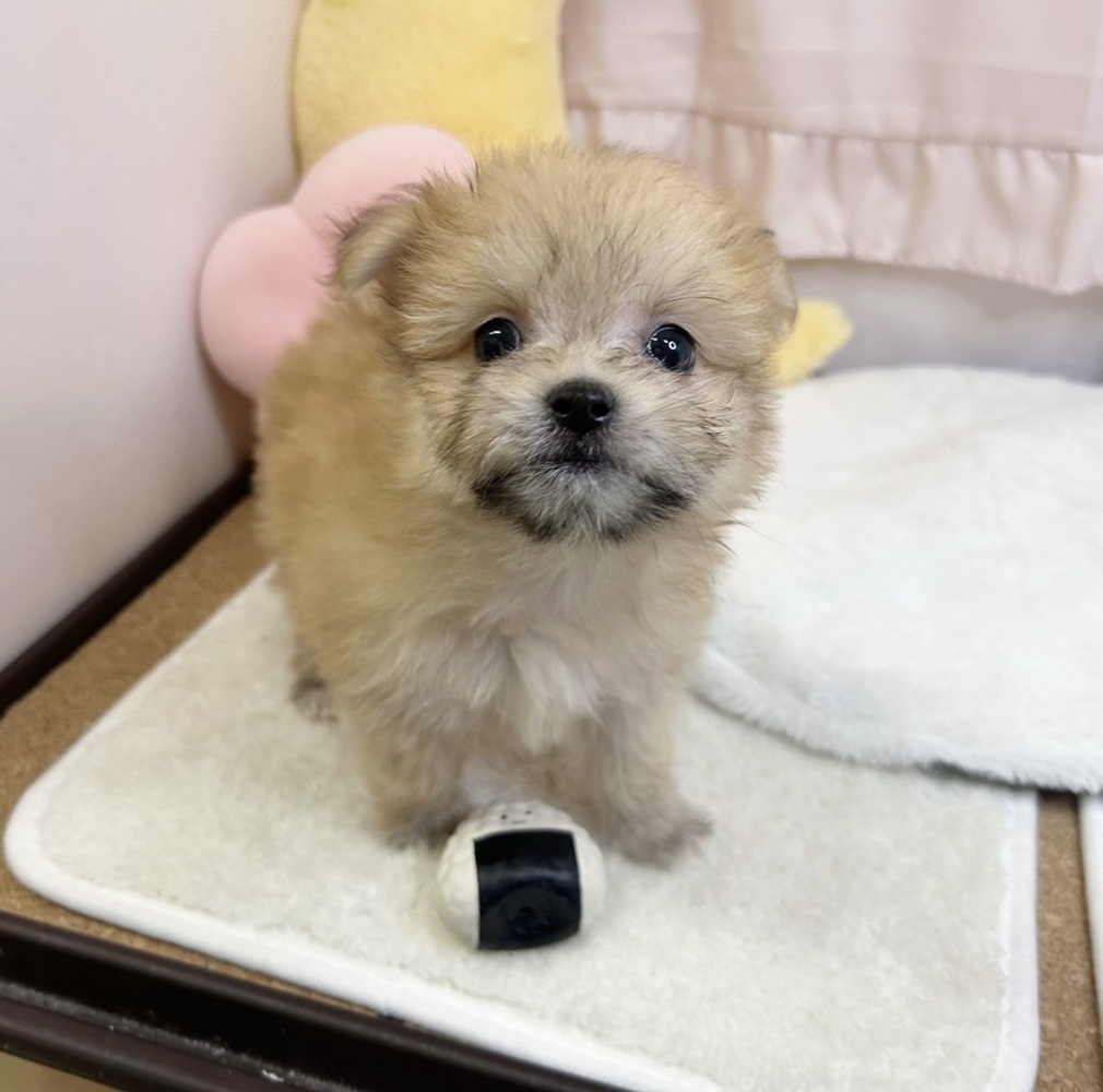 静岡県のポメマル/マルポメ(ポメラニアン×マルチーズ) (犬の家＆猫の里マークイズ静岡店/2026年5月17日生まれ/女の子/オレンジ)の子犬の1枚目の画像