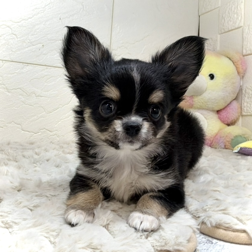 兵庫県のチワワ(ロング) (犬の家＆猫の里ゆめタウン姫路店/2025年11月30日生まれ/女の子/ブラックタンホワイト)の子犬の3枚目の画像