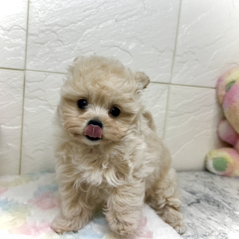 兵庫県のチワプー/プーチー(チワワ×プードル) (犬の家＆猫の里ゆめタウン姫路店/2025年9月13日生まれ/女の子/クリーム)の子犬の3枚目の画像