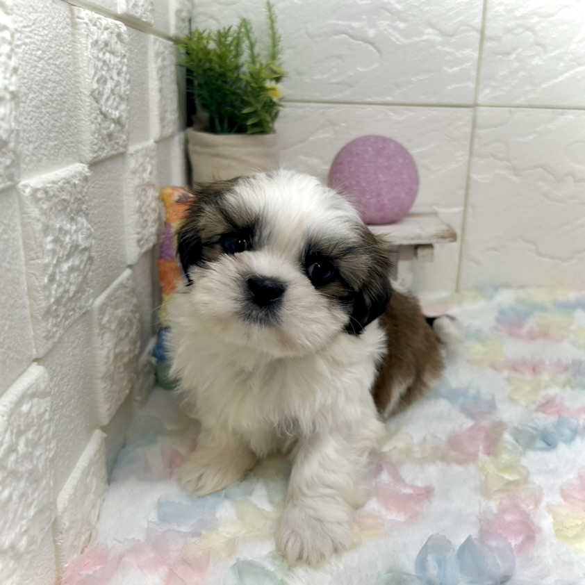 兵庫県のシーズー (犬の家＆猫の里ゆめタウン姫路店/2025年9月16日生まれ/男の子/ゴールドホワイト)の子犬の3枚目の画像