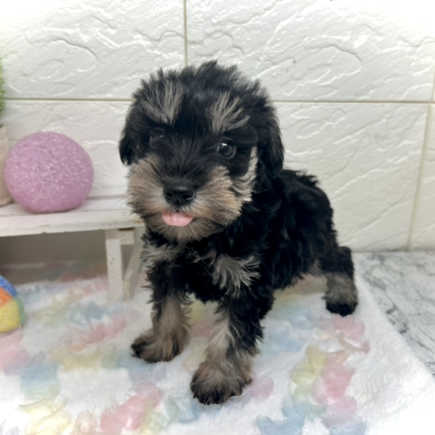 兵庫県のミニチュアシュナウザー (犬の家＆猫の里ゆめタウン姫路店/2025年9月20日生まれ/男の子/ブラックシルバー)の子犬の3枚目の画像