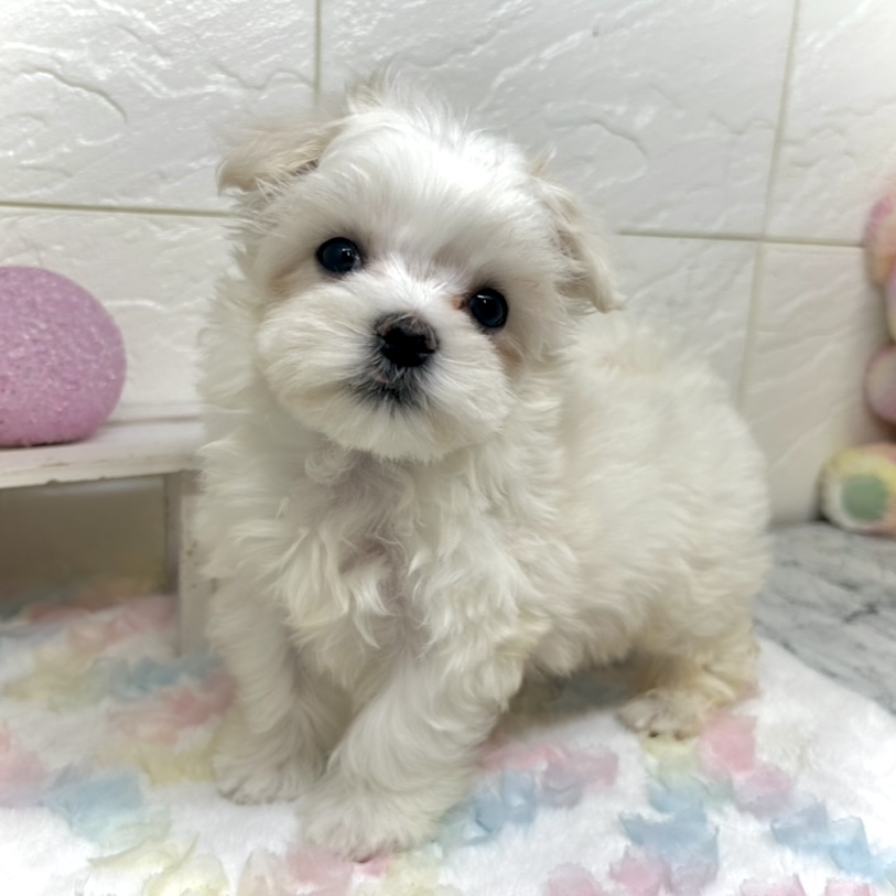 兵庫県のマルチーズ (犬の家＆猫の里ゆめタウン姫路店/2025年9月19日生まれ/男の子/ホワイト)の子犬の3枚目の画像