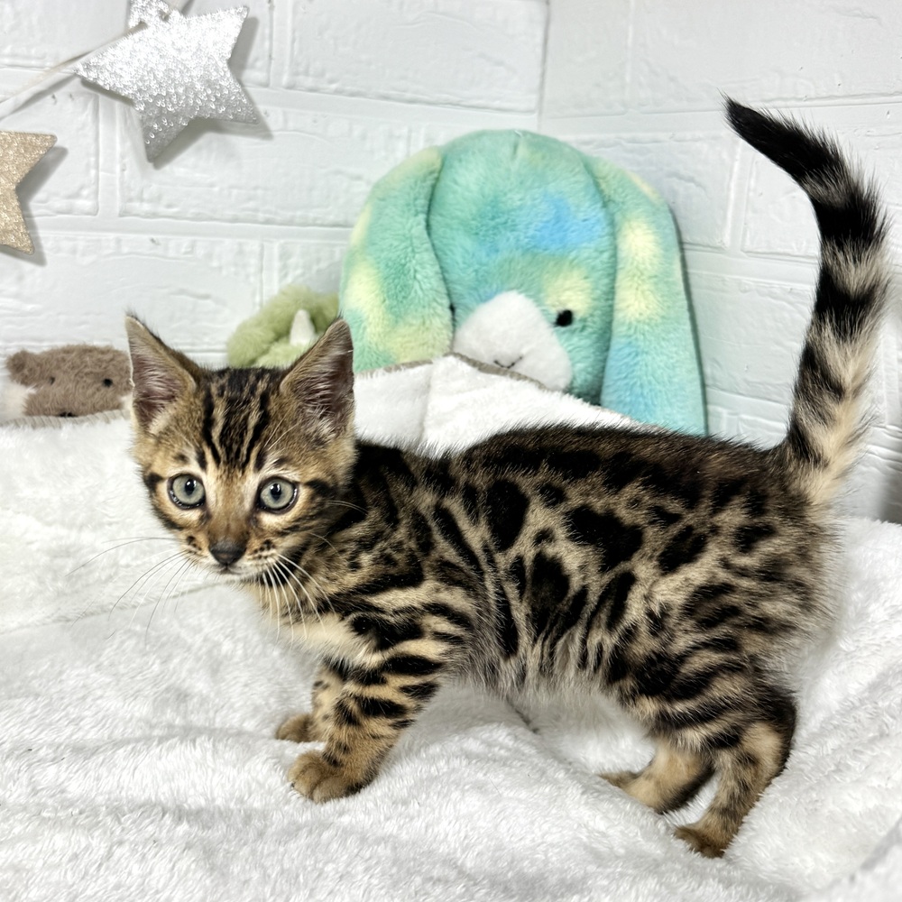 兵庫県のベンガル (犬の家＆猫の里ニッケパークタウン加古川店/2025年12月11日生まれ/男の子/ブラウンスポット)の子猫の3枚目の画像