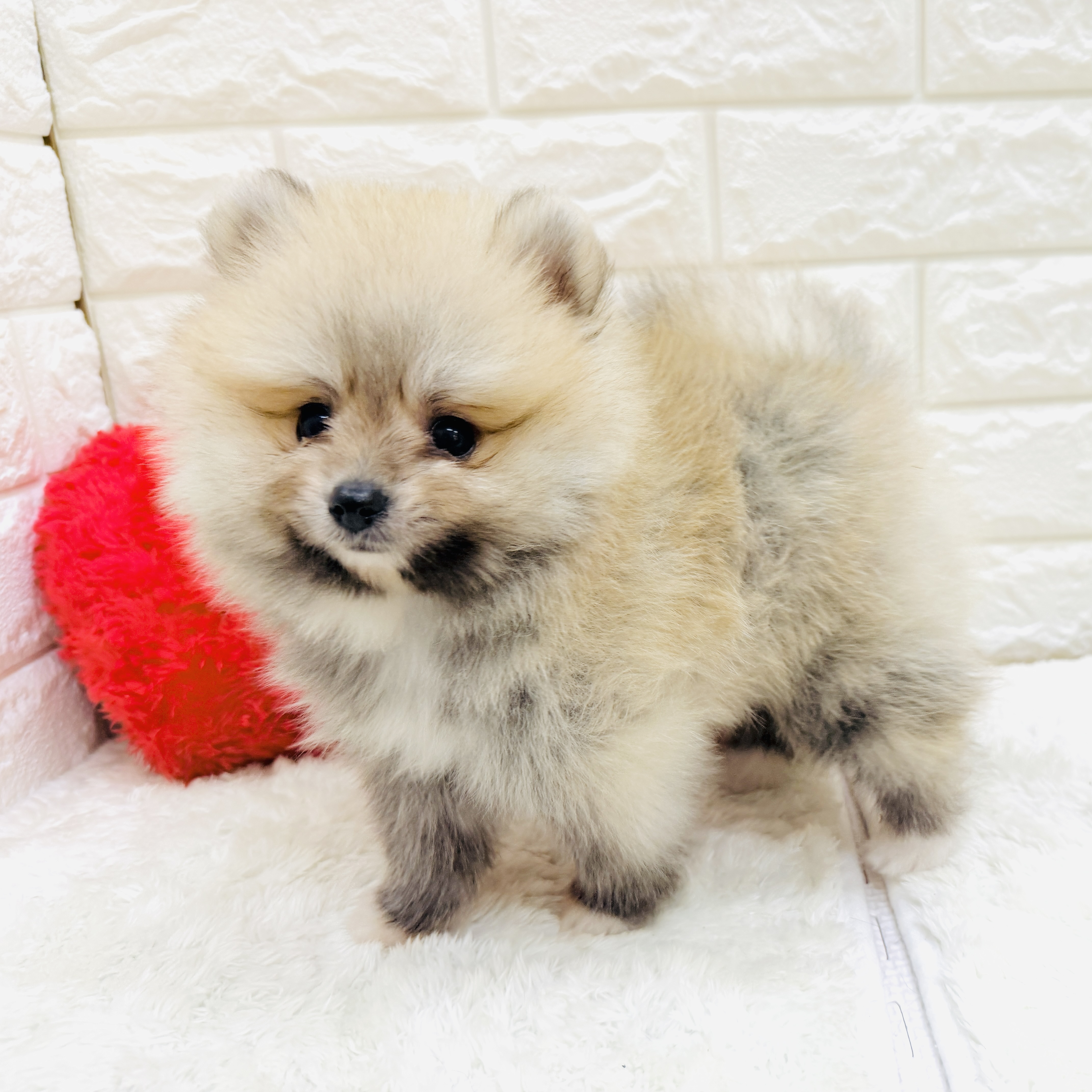 愛知県のポメラニアン (犬の家＆猫の里アミーゴ神の倉店/2026年7月1日生まれ/男の子/オレンジセーブル)の子犬の3枚目の画像
