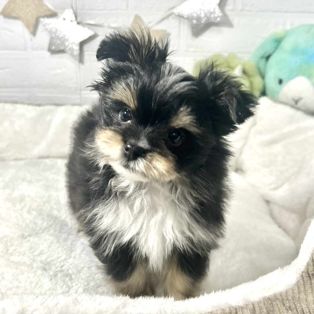兵庫県のポメマル/マルポメ(ポメラニアン×マルチーズ) (犬の家＆猫の里ニッケパークタウン加古川店/2025年12月13日生まれ/男の子/ブラックタンホワイト)の子犬の3枚目の画像
