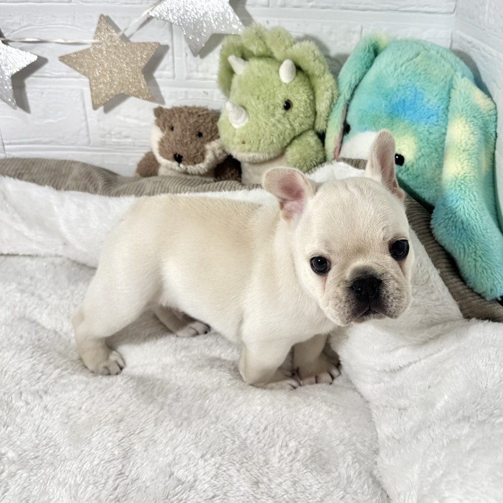 兵庫県のフレンチブルドッグ (犬の家＆猫の里ニッケパークタウン加古川店/2025年12月21日生まれ/男の子/クリーム)の子犬の1枚目の画像