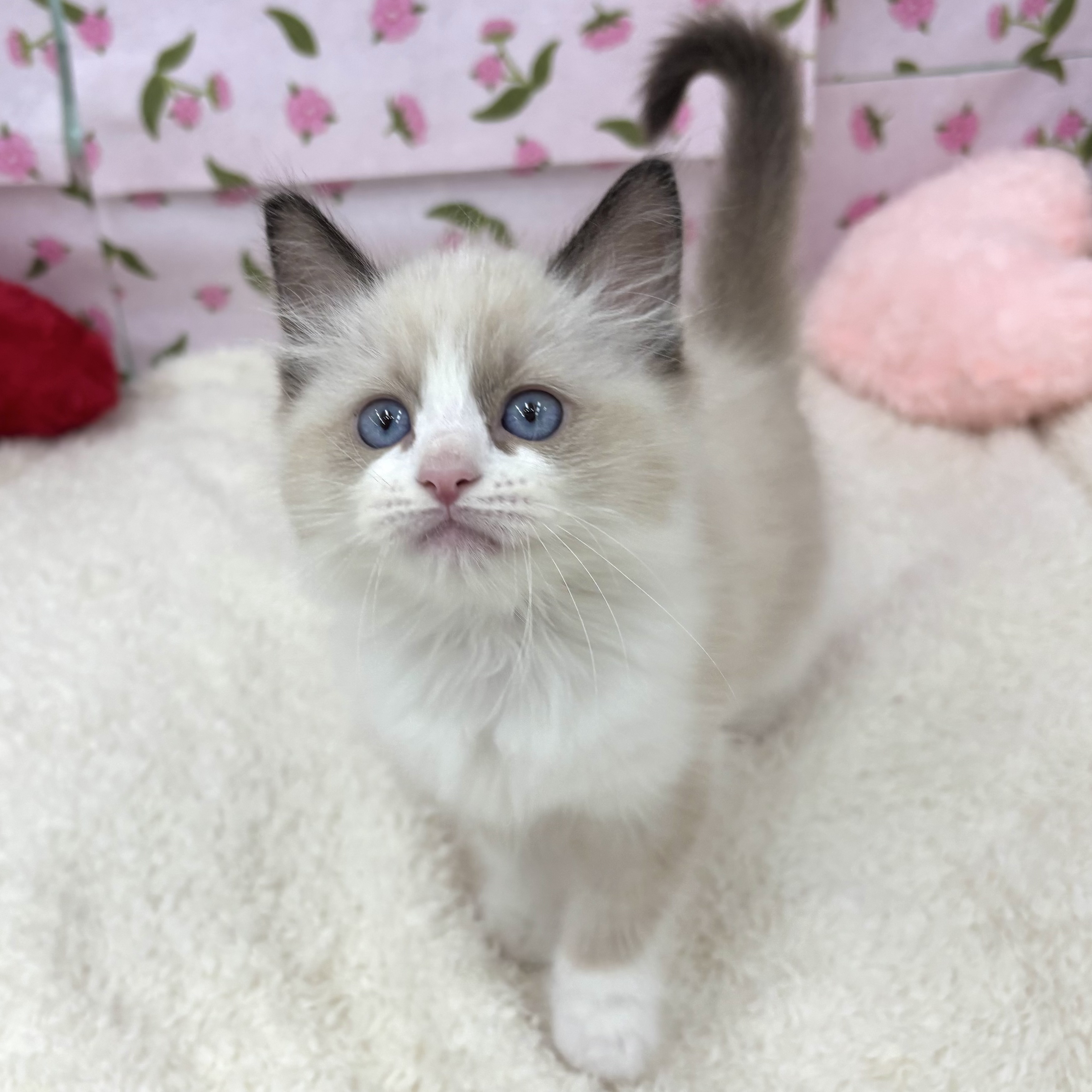 愛知県のラグドール (犬の家＆猫の里エアポートウォーク店/2026年7月1日生まれ/男の子/シールポイントバイカラー)の子猫の3枚目の画像