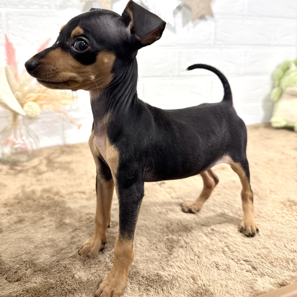 兵庫県のミニチュアピンシャー (犬の家＆猫の里ニッケパークタウン加古川店/2025年6月8日生まれ/男の子/ブラックタン)の子犬の3枚目の画像
