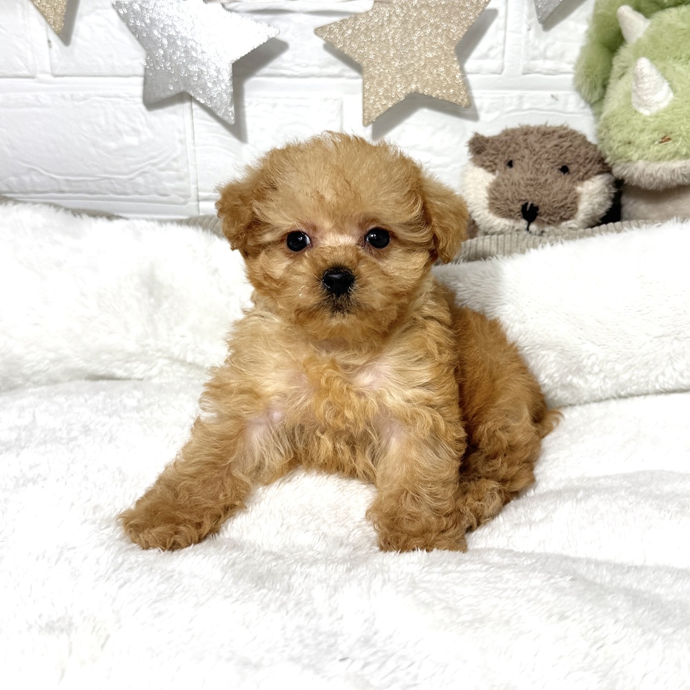 兵庫県のチワプー/プーチー(チワワ×プードル) (犬の家＆猫の里ニッケパークタウン加古川店/2025年12月15日生まれ/女の子/アプリコット)の子犬の1枚目の画像