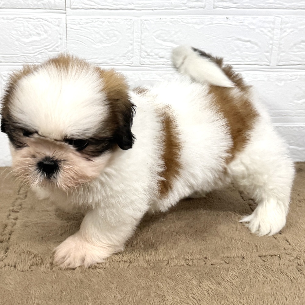 兵庫県のシーズー (犬の家＆猫の里ニッケパークタウン加古川店/2025年6月13日生まれ/男の子/ゴールドホワイト)の子犬の3枚目の画像