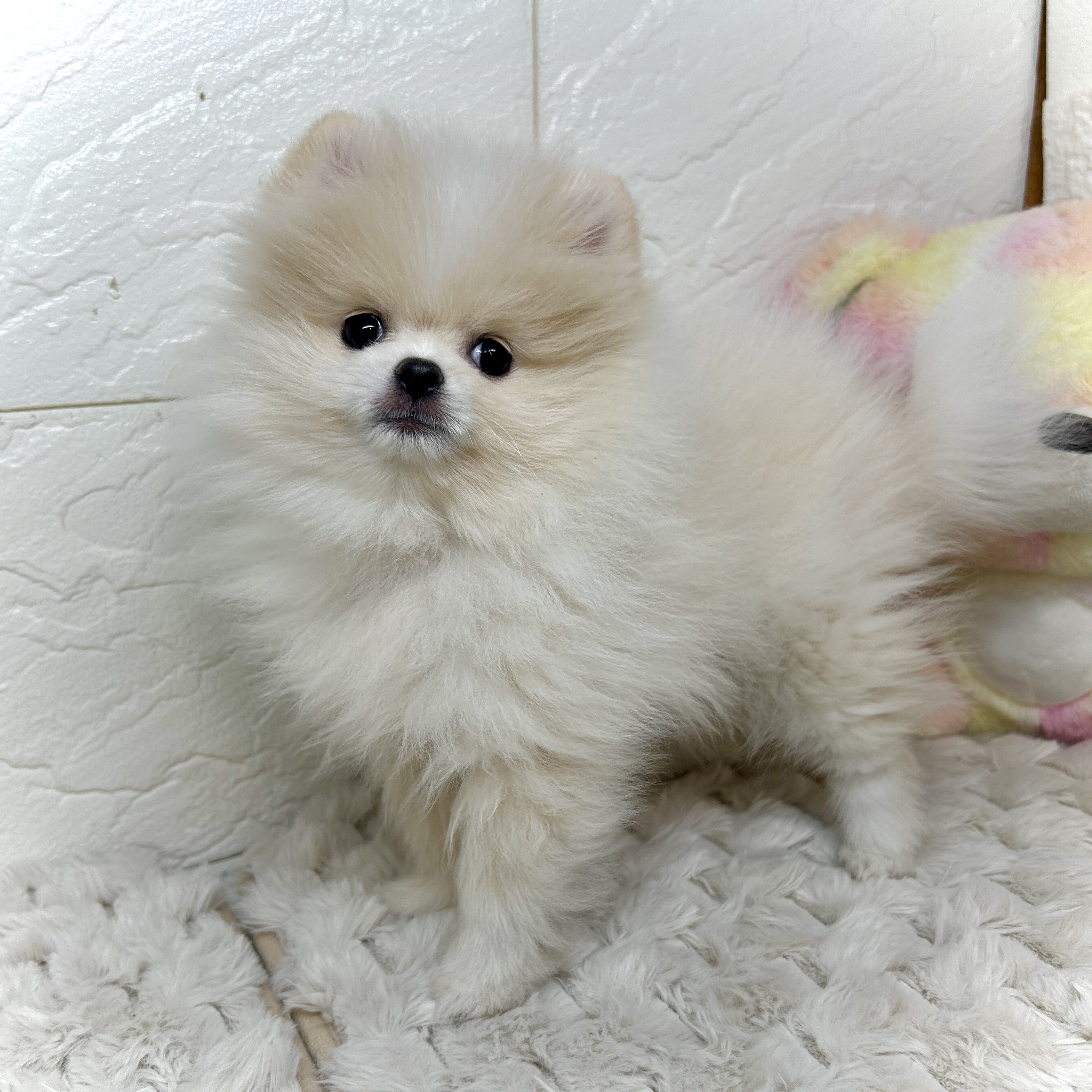兵庫県のポメラニアン (犬の家＆猫の里ゆめタウン姫路店/2025年11月29日生まれ/女の子/クリームホワイト)の子犬の3枚目の画像