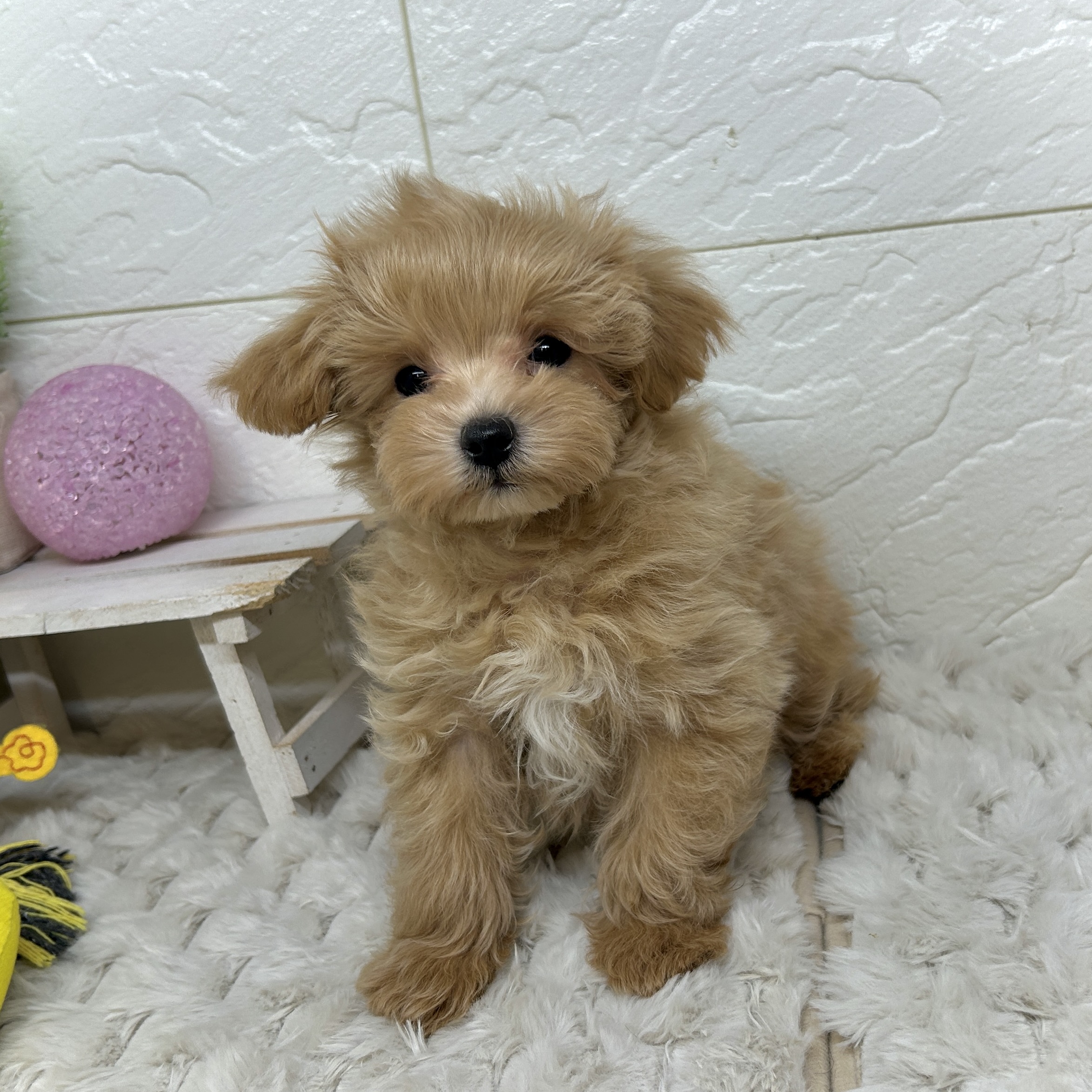 兵庫県のマルプー(マルチーズ×プードル) (犬の家＆猫の里ゆめタウン姫路店/2025年11月25日生まれ/男の子/アプリコットホワイト)の子犬の3枚目の画像