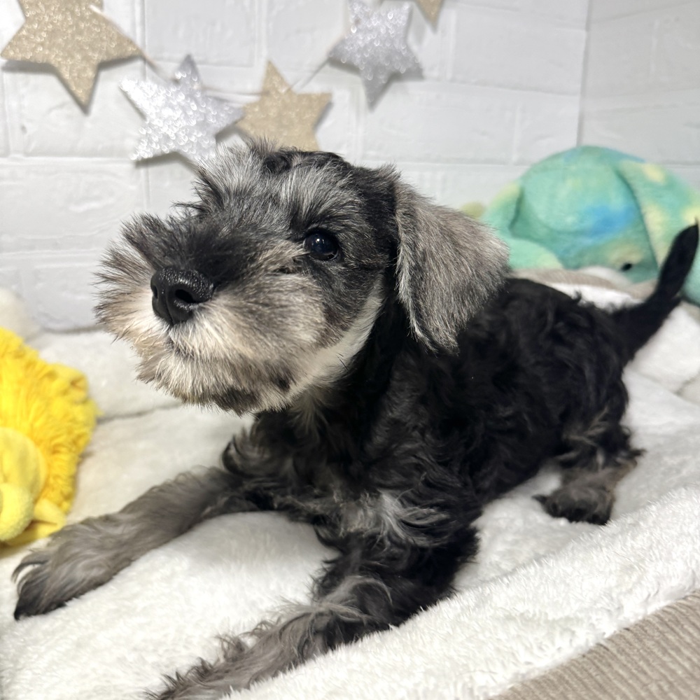 兵庫県のミニチュアシュナウザー (犬の家＆猫の里ニッケパークタウン加古川店/2026年7月25日生まれ/男の子/ソルトペッパー)の子犬の3枚目の画像