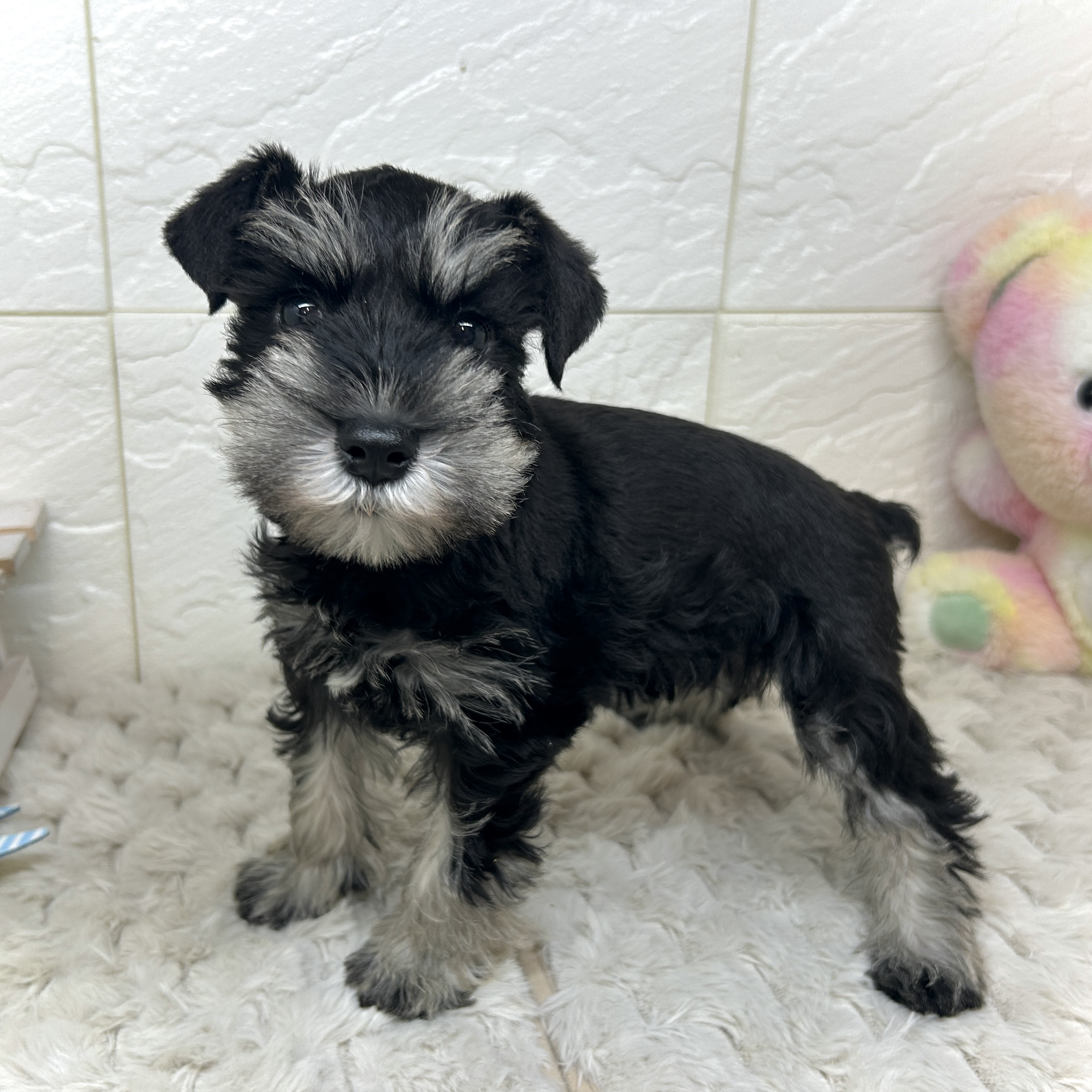 兵庫県のミニチュアシュナウザー (犬の家＆猫の里ゆめタウン姫路店/2025年12月2日生まれ/女の子/ブラックシルバー)の子犬の3枚目の画像