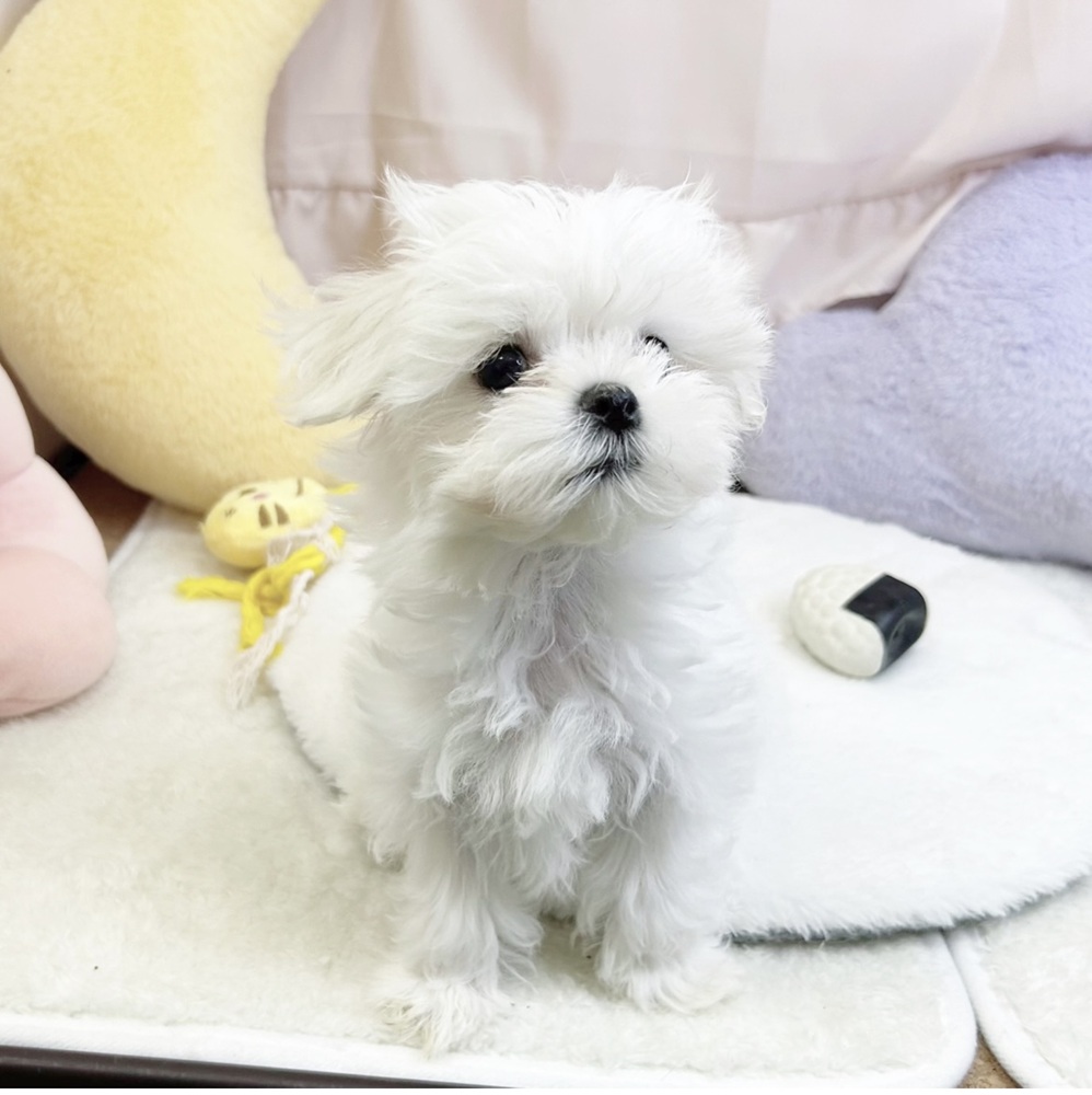 静岡県のマルチーズ (犬の家＆猫の里マークイズ静岡店/2026年5月19日生まれ/女の子/ホワイト)の子犬の3枚目の画像