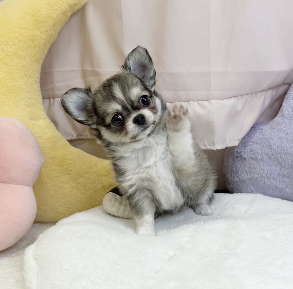 静岡県のチワワ(ロング) (犬の家＆猫の里マークイズ静岡店/2026年5月25日生まれ/女の子/レッドホワイト)の子犬の3枚目の画像
