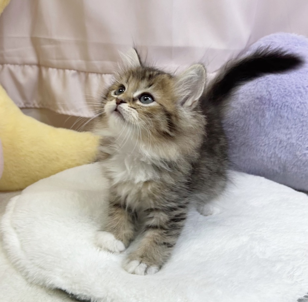 静岡県のラガマフィン (犬の家＆猫の里マークイズ静岡店/2026年5月26日生まれ/男の子/ブラウンタビーホワイト)の子猫の3枚目の画像