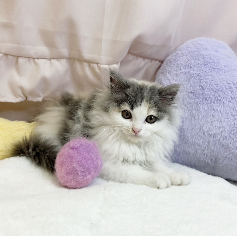 静岡県のスコティッシュフォールド (犬の家＆猫の里マークイズ静岡店/2026年5月15日生まれ/女の子/ダイリュートキャリコ)の子猫の3枚目の画像